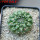 EUPHORBIA gymnocalycioides, own roots, rooted offset