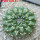 EUPHORBIA gymnocalycioides, own roots, rooted offset