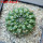 EUPHORBIA gymnocalycioides, own roots, rooted offset