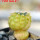 GYMNOCALYCIUM cv. Yellow Bastard, seedling 