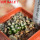 MAMMILLARIA bertholdii GCG 10006, 2 pcs. SEEDLINGS