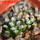 MAMMILLARIA bertholdii GCG 10006, 2 pcs. SEEDLINGS
