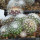 UEBELMANNIA meninensis RNK 47/2023, Serra Negra, illustrative photo
