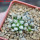 MAMMILLARIA bertholdii GCG 10006, 5 cm pot, 2 pcs. SEEDLINGS