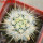ECHINOCEREUS lindsayi f. yellow spines, clone nr. 2, grafted