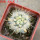ECHINOCEREUS lindsayi f. yellow spines, clone nr. 2, grafted