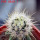 ECHINOCEREUS lindsayi f. yellow spines, clone nr. 2, grafted