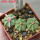 AZTEKIUM ritteri f. intercostatum GCG 10888, Puente Ciprian, 5 cm pot, 3 pcs. SEEDLINGS
