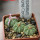 AZTEKIUM ritteri f. intercostatum GCG 10888, Puente Ciprian, 5 cm pot, 3 pcs. SEEDLINGS