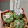 AZTEKIUM ritteri f. rotundum GCG 10005, El Barreal, 5 cm pot, 3 pcs. SEEDLINGS