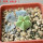 AZTEKIUM valdezii GCG 10893, own roots, 5 cm pot, 1,7 cm SEEDLING
