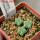 AZTEKIUM valdezii GCG 10893, own roots, 5 cm pot, 3 pcs. SEEDLINGS