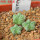 AZTEKIUM valdezii GCG 10893, own roots, 5 cm pot, 3 pcs. SEEDLINGS