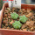 AZTEKIUM valdezii GCG 10893, own roots, 5 cm pot, 3 pcs. SEEDLINGS
