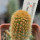 BRACHYCEREUS nesioticus clone P1, 6 cm pot, grafted offset