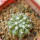 COPIAPOA columna - alba GCG 15329b, f. white spines ex Gerardo Snicer, 5 cm pot, seedling