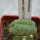 LOPHOPHORA alberto-vojtechii f. cristata, 6 cm pot, grafted
