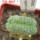 LOPHOPHORA alberto-vojtechii f. cristata, 6 cm pot, grafted