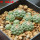 STROMBOCACTUS esperanzae var. nova SN 2014.0201, 7,5 cm pot, 10 pcs., SEEDLINGS