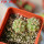 COPIAPOA andina armata II. GCG 20000, E of Punta Colorada, 2 pcs. SEEDLINGS