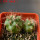 COPIAPOA andina armata II. GCG 20000, E of Punta Colorada, 2 pcs. SEEDLINGS