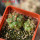 COPIAPOA andina armata II. GCG 20000, E of Punta Colorada, 2 pcs. SEEDLINGS