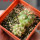 COPIAPOA andina armata II. GCG 20000, E of Punta Colorada, 2 pcs. SEEDLINGS