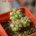 COPIAPOA andina armata II. GCG 20000, E of Punta Colorada, 3 pcs. SEEDLINGS
