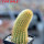 BRACHYCEREUS nesioticus 6,5 cm pot, 9 cm height, own roots, rooted cutting