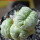 LOPHOPHORA alberto-vojtechii f. cristate, 8 cm pot, grafted offset