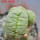 LOPHOPHORA alberto-vojtechii f. cristate, 8 cm pot, grafted offset