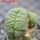 LOPHOPHORA alberto-vojtechii f. cristate, 8 cm pot, grafted offset