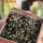 UEBELMANNIA buiningii f. green RNK 55, 5 cm pot, 2 pcs., SEEDLINGS
