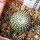 UEBELMANNIA gummifera RNK 25/2023 (HU 282, type), 5 cm pot, SEEDLING