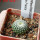 UEBELMANNIA gummifera RNK 25/2023 (HU 282, type), 5 cm pot, SEEDLING