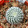 UEBELMANNIA gummifera RNK 25/2023 (HU 282, type), 5 cm pot, SEEDLING
