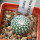 UEBELMANNIA gummifera RNK 25/2023 (HU 282, type), 5 cm pot, SEEDLING