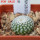 UEBELMANNIA gummifera RNK 25/2023 (HU 282, type), 5 cm pot, SEEDLING