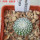 UEBELMANNIA gummifera RNK 25/2023 (HU 282, type), 5 cm pot, SEEDLING