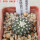UEBELMANNIA meninensis f. rubra RNK 22/2023, 5 cm pot, SEEDLING