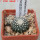 UEBELMANNIA meninensis f. rubra RNK 22/2023, 5 cm pot, SEEDLING
