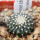 UEBELMANNIA meninensis f. rubra RNK 22/2023, 5 cm pot, SEEDLING