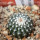 UEBELMANNIA meninensis f. rubra RNK 22/2023, 5 cm pot, SEEDLING
