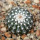 UEBELMANNIA meninensis f. rubra RNK 22/2023, 5 cm pot, SEEDLING