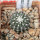 UEBELMANNIA meninensis f. rubra RNK 22/2023, 5 cm pot, SEEDLING