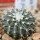 UEBELMANNIA meninensis f. rubra RNK 22/2023, 5 cm pot, SEEDLING