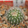 UEBELMANNIA meninensis HU 108, Pedra Menina, 5 cm pot, SEEDLING