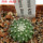 UEBELMANNIA meninensis HU 108, Pedra Menina, 5 cm pot, SEEDLING