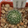 UEBELMANNIA meninensis HU 108, Pedra Menina, 5 cm pot, SEEDLING