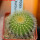 UEBELMANNIA pectinifera var. eriocactoides RNK 100, 10km N of Curimataí, Mg., 5 cm pot, SEEDLING